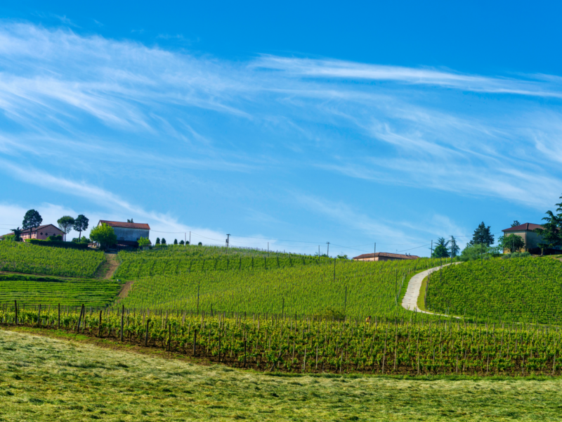 Vineyards of Monferrato near Nizza Monferrato, Asti province, Piedmont, Italy, at springtime