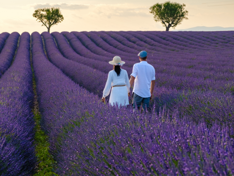 Provence, Lavender field France, Valensole Plateau, a colorful field of Lavender in bloom, Provence, Southern France Couple men and women on vacation at the Provence Southern France