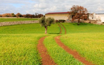 Italy,,Southern,Italy.,Puglia.,Path,Through,The,Field.