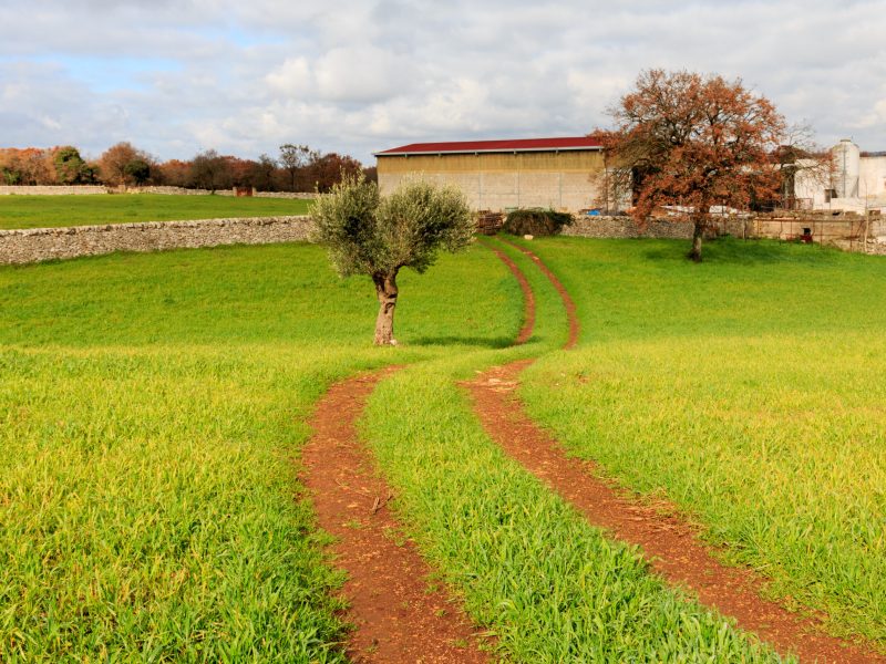 Italy,,Southern,Italy.,Puglia.,Path,Through,The,Field. Italy,,Southern,Italy.,Puglia.,Path,Through,The,Field.