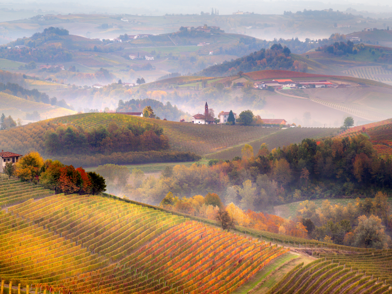 Viagem para o Piemonte: Vinhos, Alpes e Cidades Elegantes Viva o amanhecer entre vinhedos e neblina em Langhe, Piemonte.