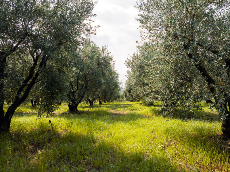 Olive grove Halkidiki, Greece, during summer. Sunlit trees with lush green grass create peaceful Mediterranean landscape. Ideal for organic farming, agriculture nature, sustainability rural tourism