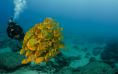 Recursos campanhas google-2-Mergulho