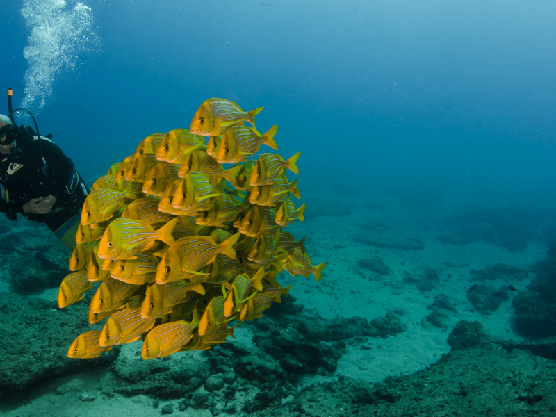 Recursos campanhas google-2-Mergulho