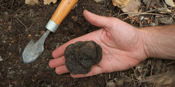 Descubra, prove e viva o encanto da caça às trufas na Itália.
