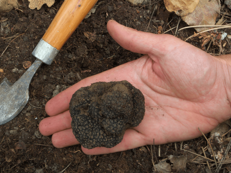 Descubra, prove e viva o encanto da caça às trufas na Itália.